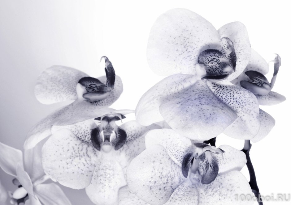 Орхидея Фрагранс