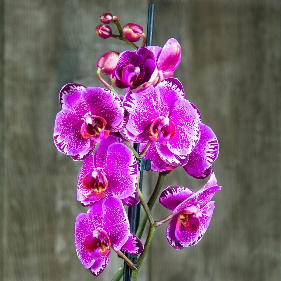Орхидея Даймонд