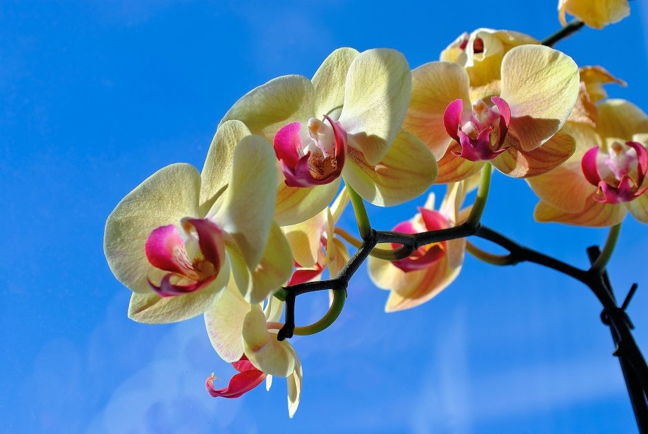 Орхидея даймонд скай