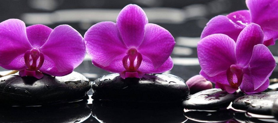Фартук водяные лилии на черных камнях