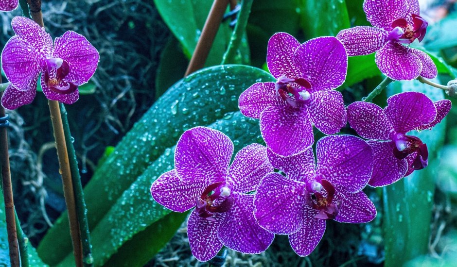 Бирюзовая Орхидея фаленопсис