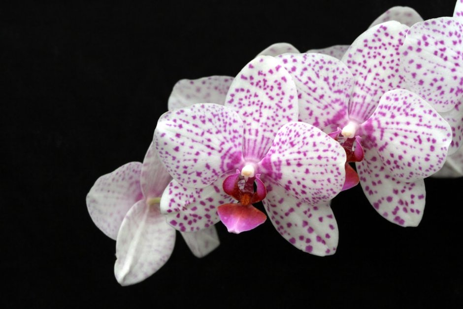 Шикарные орхидеи