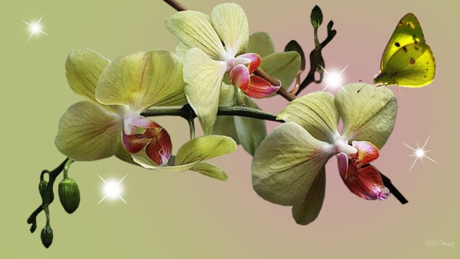Фаленопсис Орхидея Diamond Sky