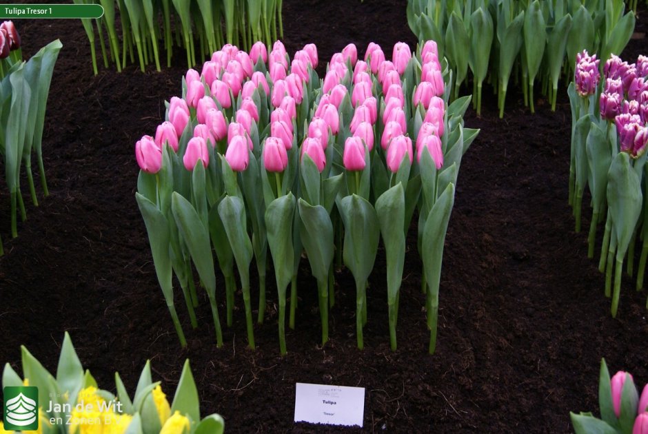 Тюльпан Tulipa Tresor