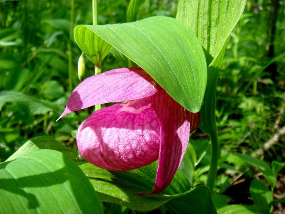 Борнео цветок раффлезия