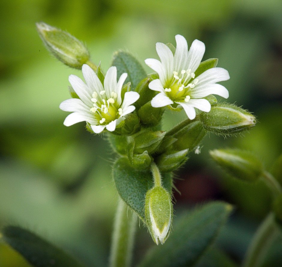 Звездчатка стелющаяся Stellaria decumbens