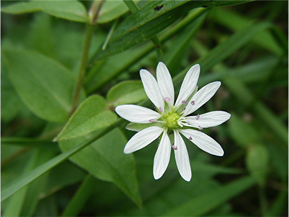 Звездчатка Бунге – Stellaria bungeana