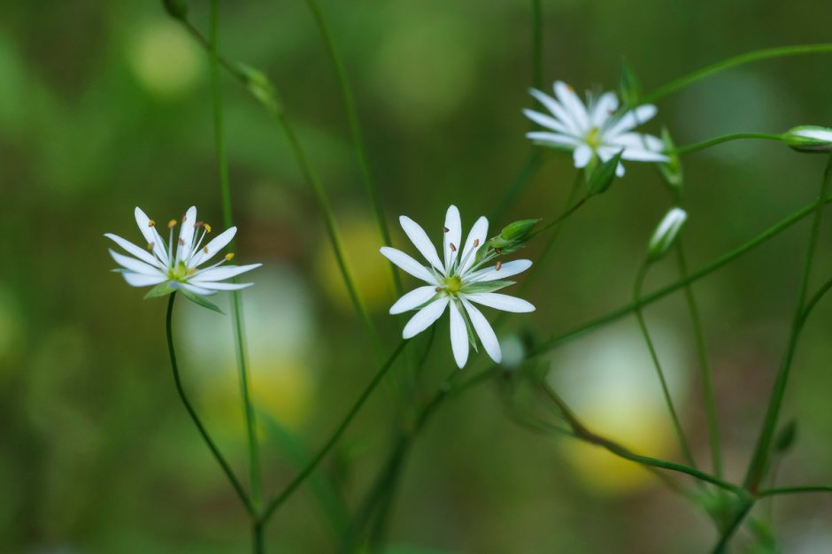 Stellaria neglecta