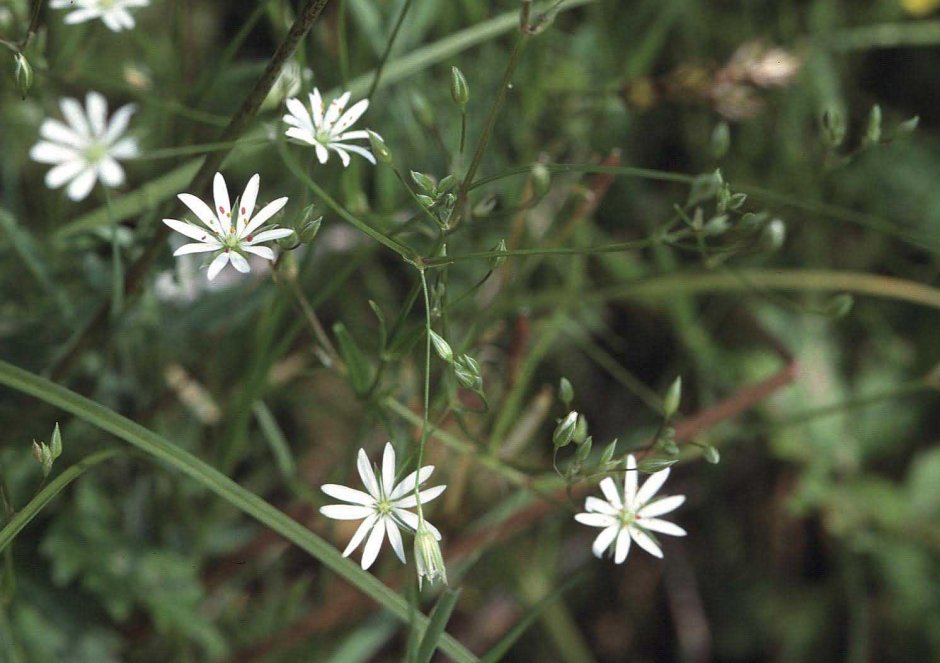 Звездчатка Болотная Stellária palústris