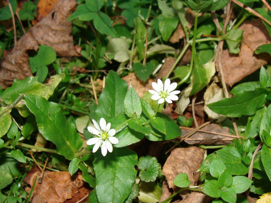 Stellaria humifusa