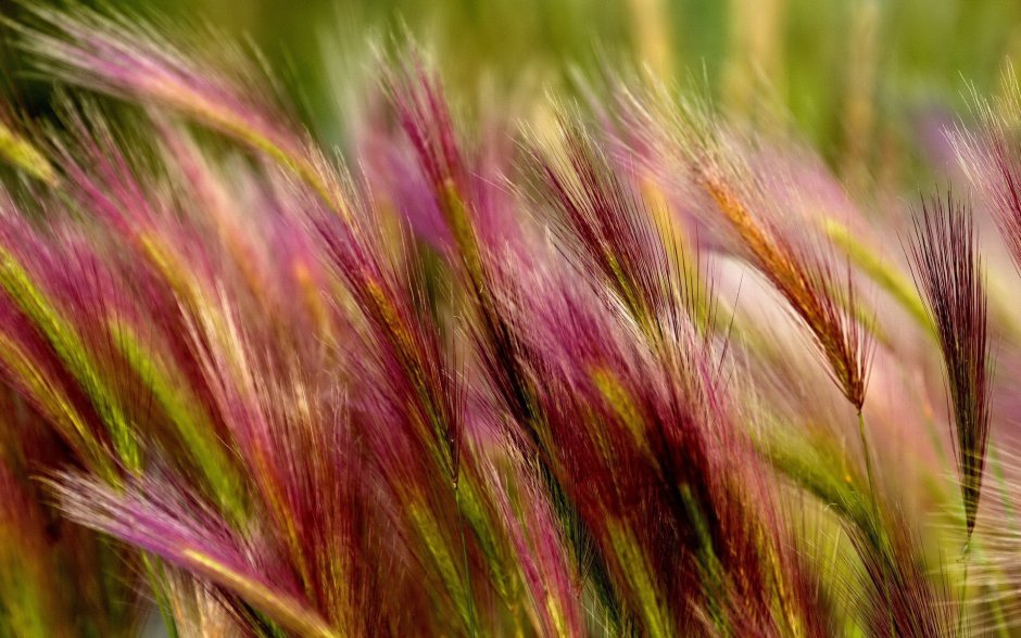 Hildewintera aureispina cristata