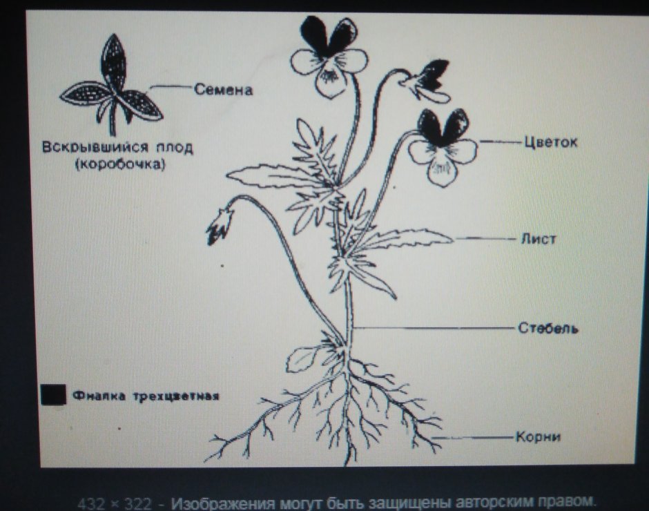 Рост цветка