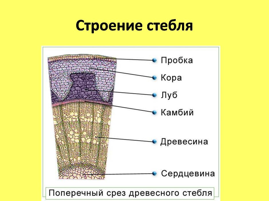 Строение поперечного среза древесного стебля