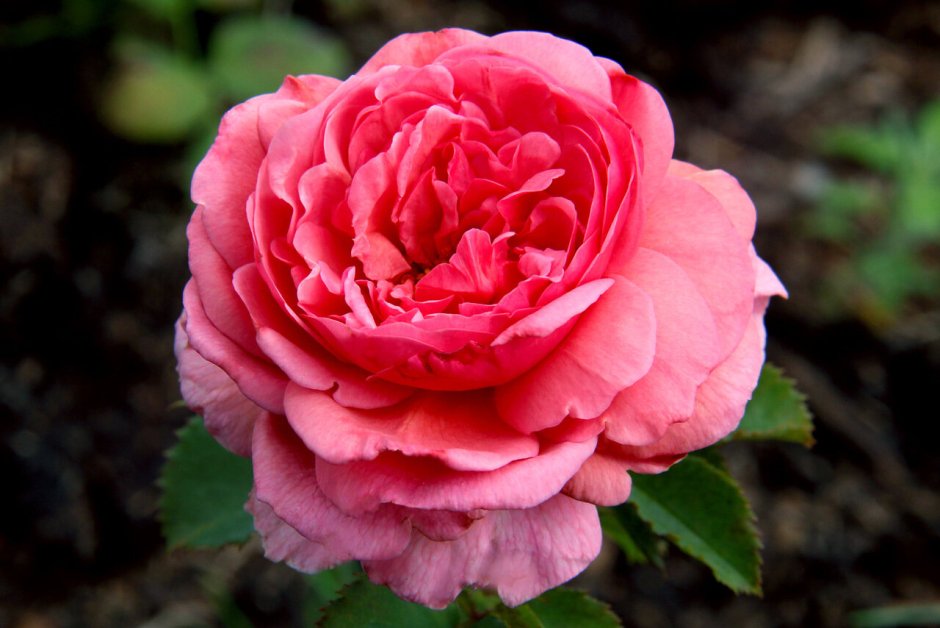 Роза Парковая принцесса Александра оф Кент