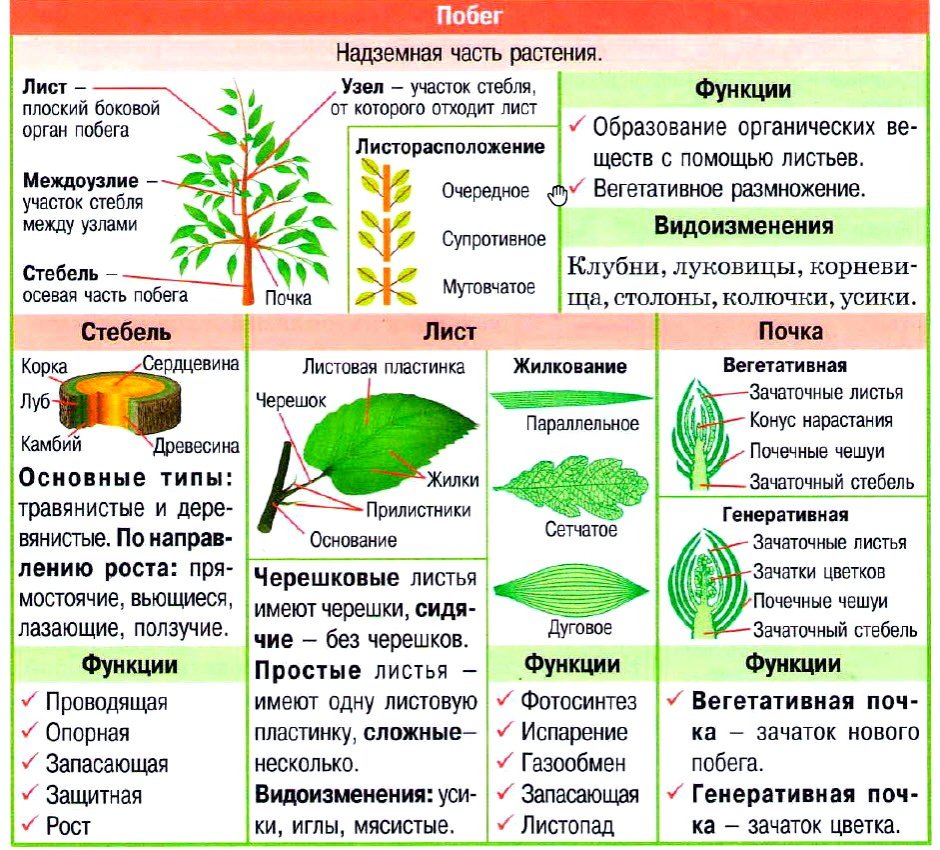 Схема корень стебель лист цветок