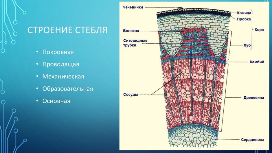 Стебель розы с шипами