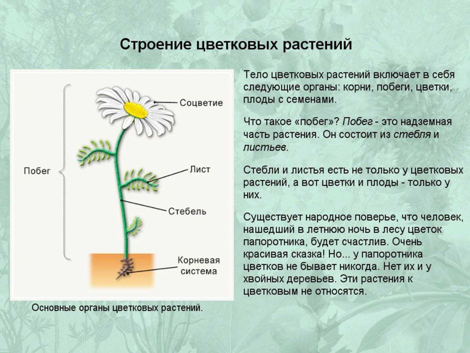 Типы стеблей растений