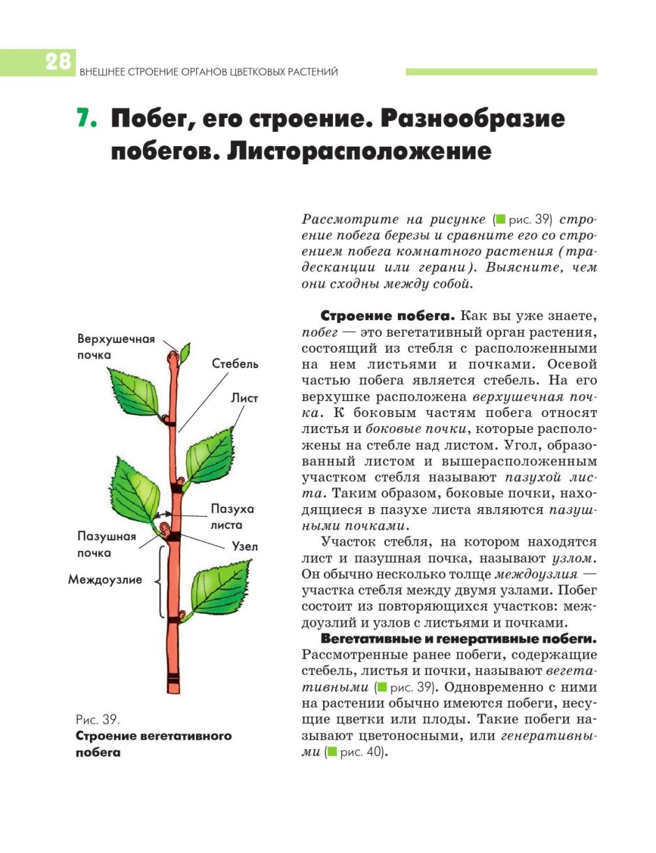 Роза с шипами