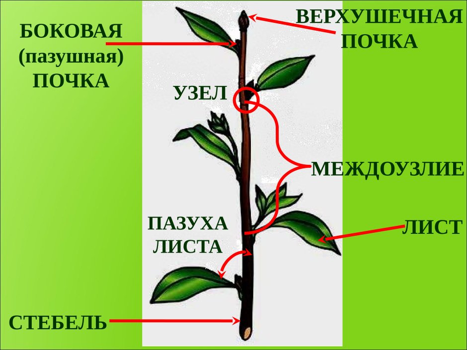 Классификация вегетативных органов растений