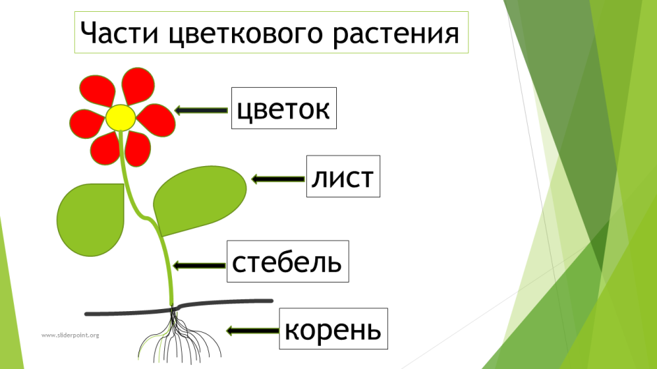 Стебель цветка