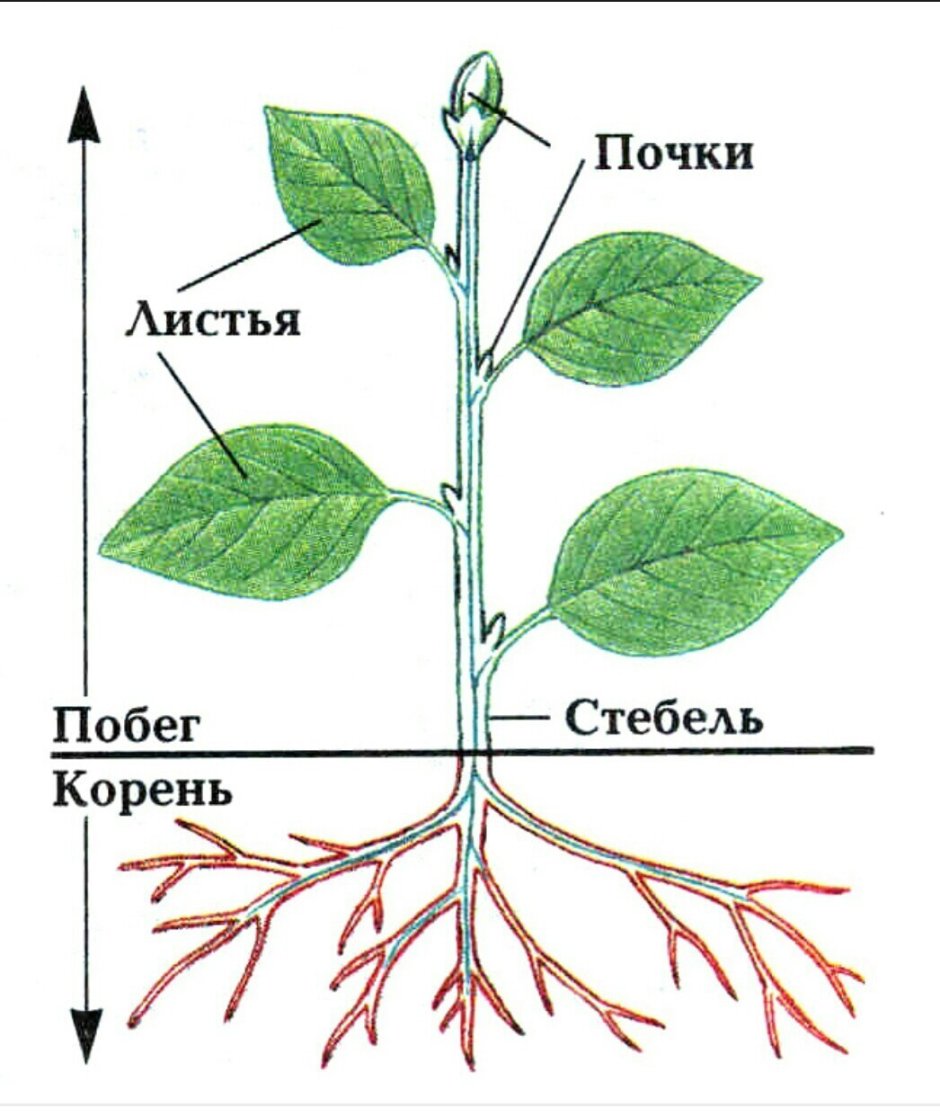 Стебель хвоща полевого