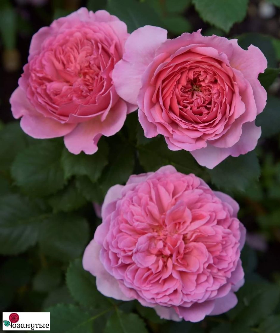 Роза английская кустовая принцесса Александра Кентская