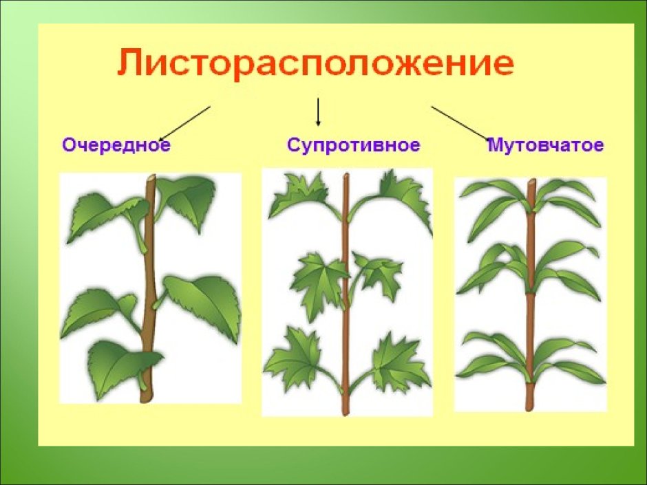 Лжелиственница побег