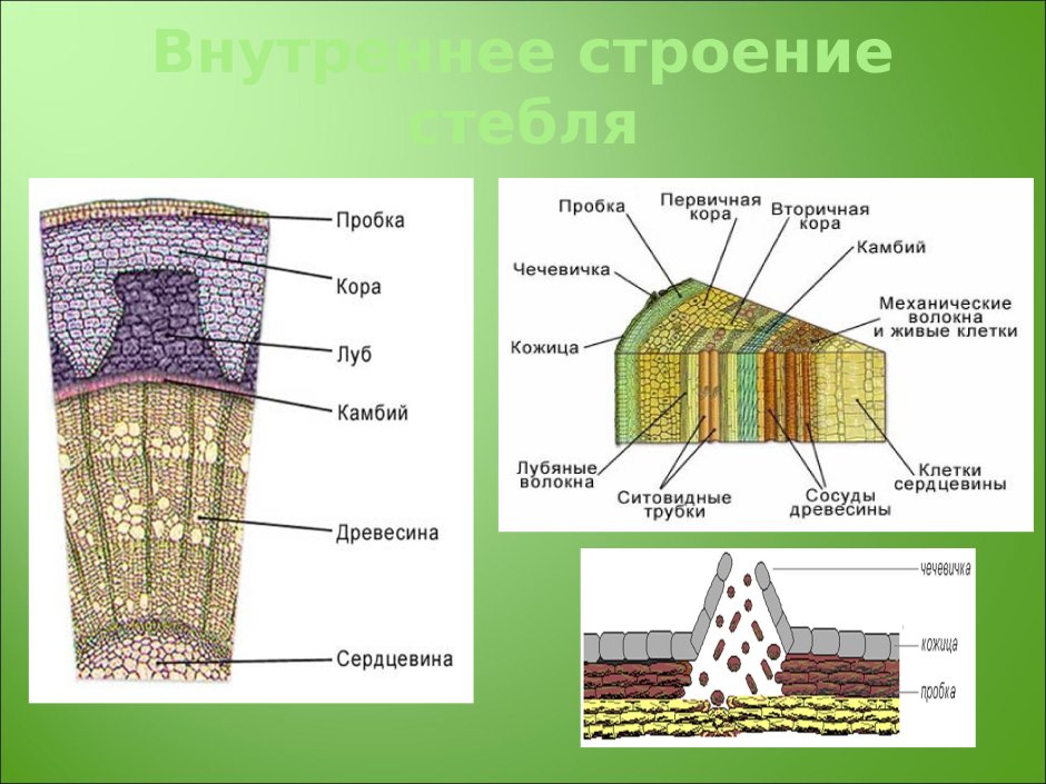 Молодой побег