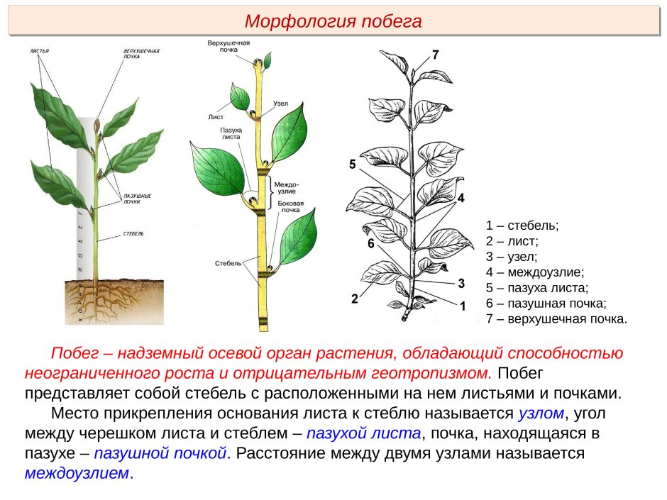 Органы растений: корень, стебель, лист, цветок, плод.