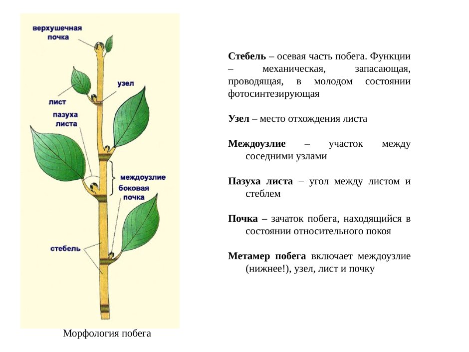 Типы роста стебля