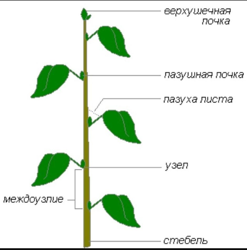 Схема строения побега