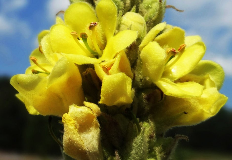 Verbascum densiflorum