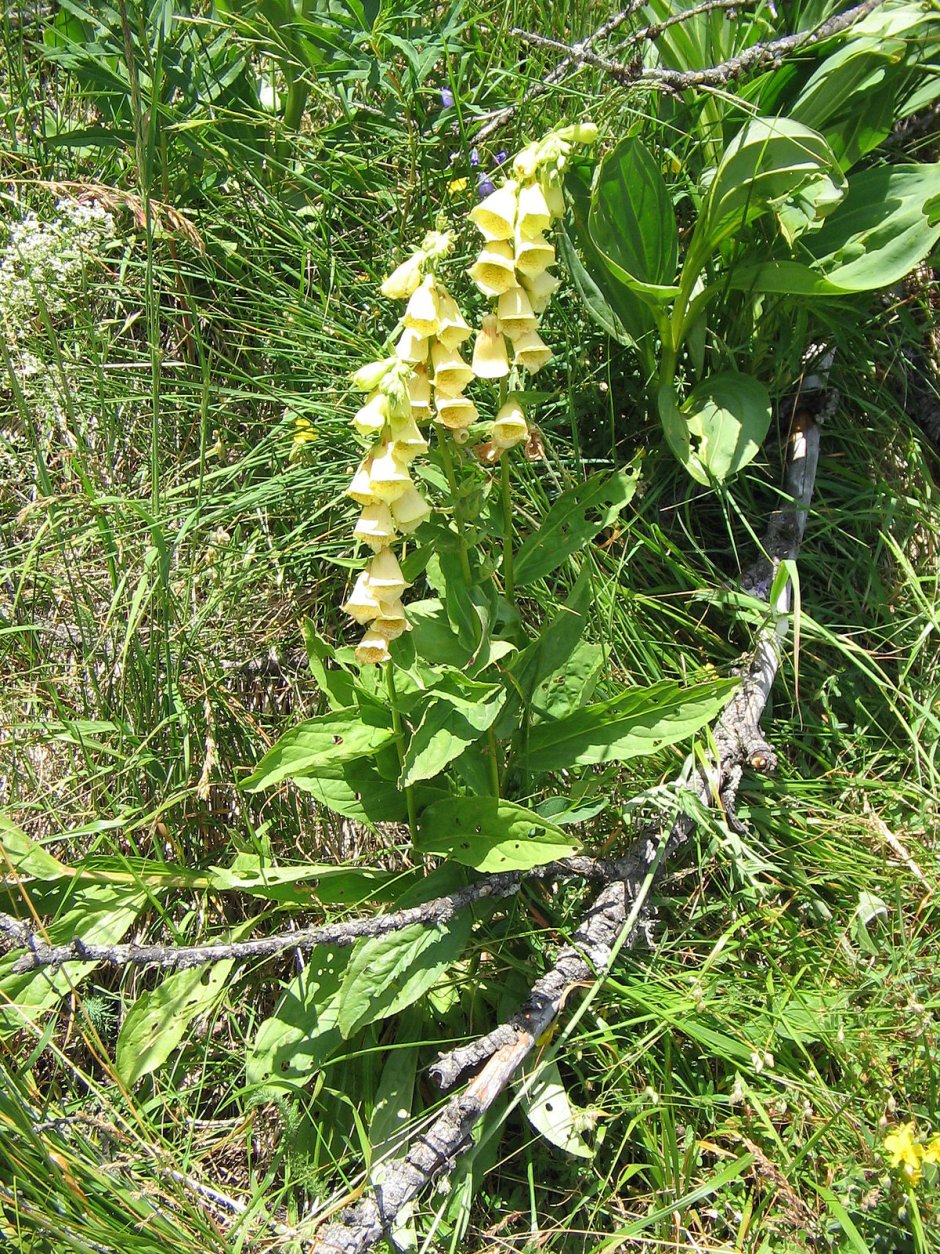 Льнянка обыкновенная (Linaria vulgaris Mill.).