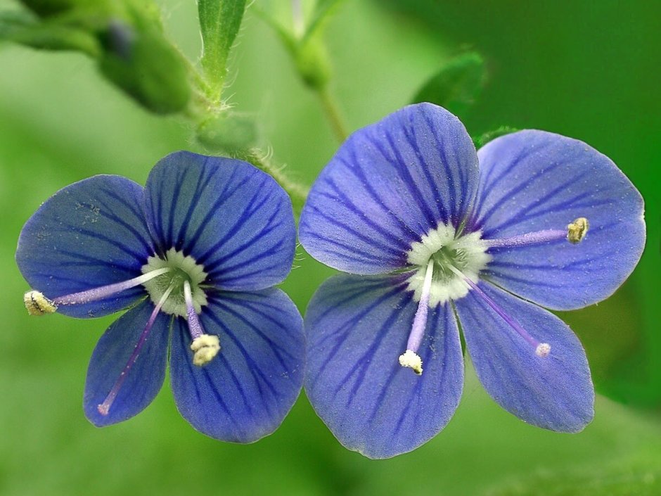 Растений рода Lamiaceae article