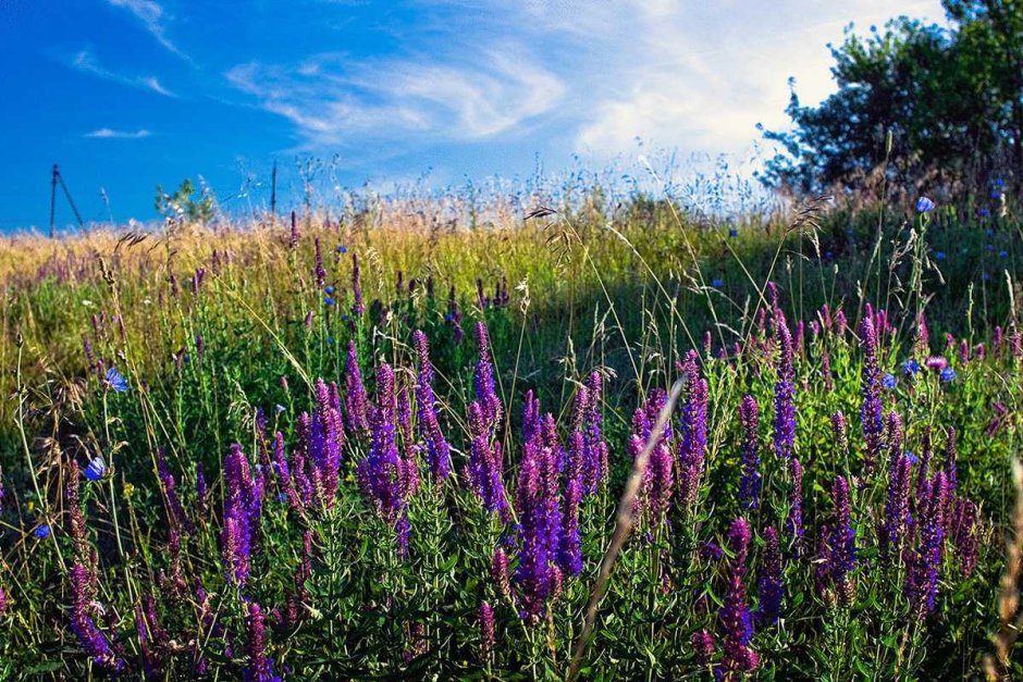 Вероника Дубравная – Veronica officinalis