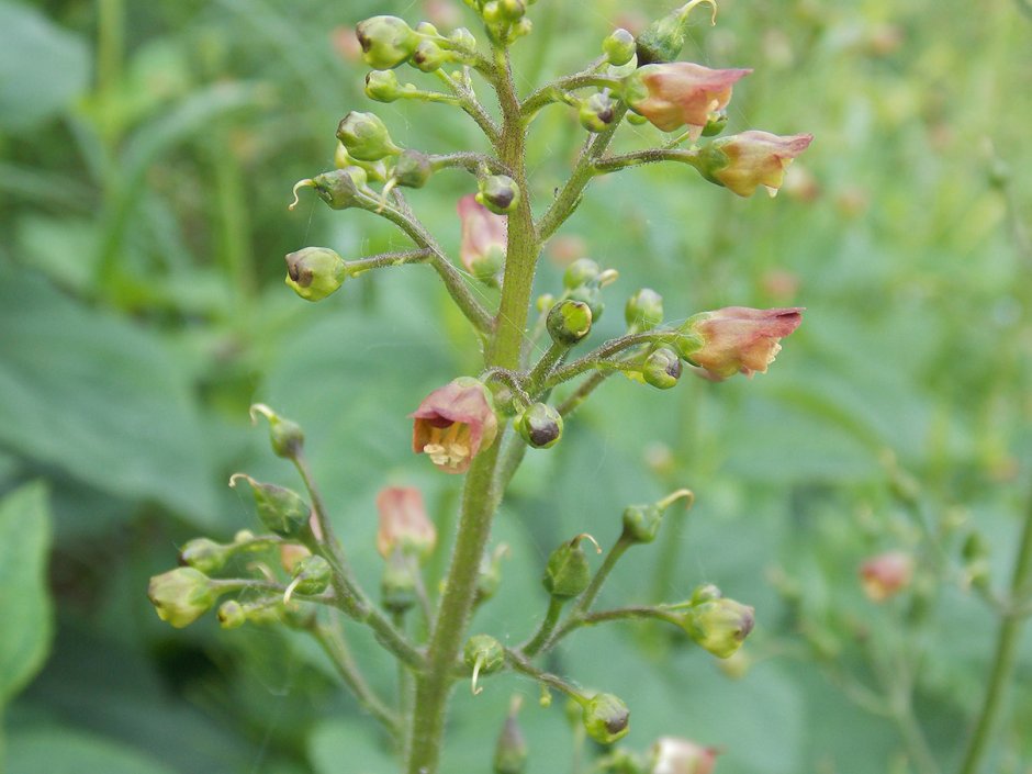 Марьянник Луговой (Melampyrum pratense)