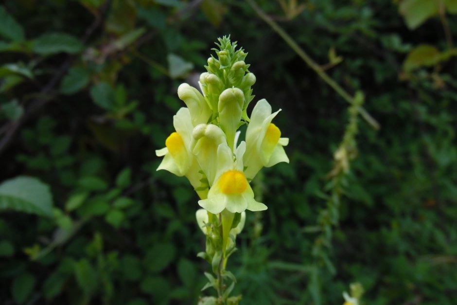 Льнянка обыкновенная (Linaria vulgaris) цветок