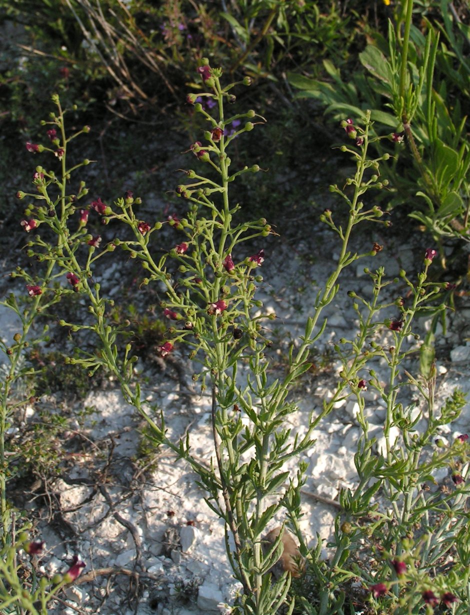 Цветок Angelonia angustifolia