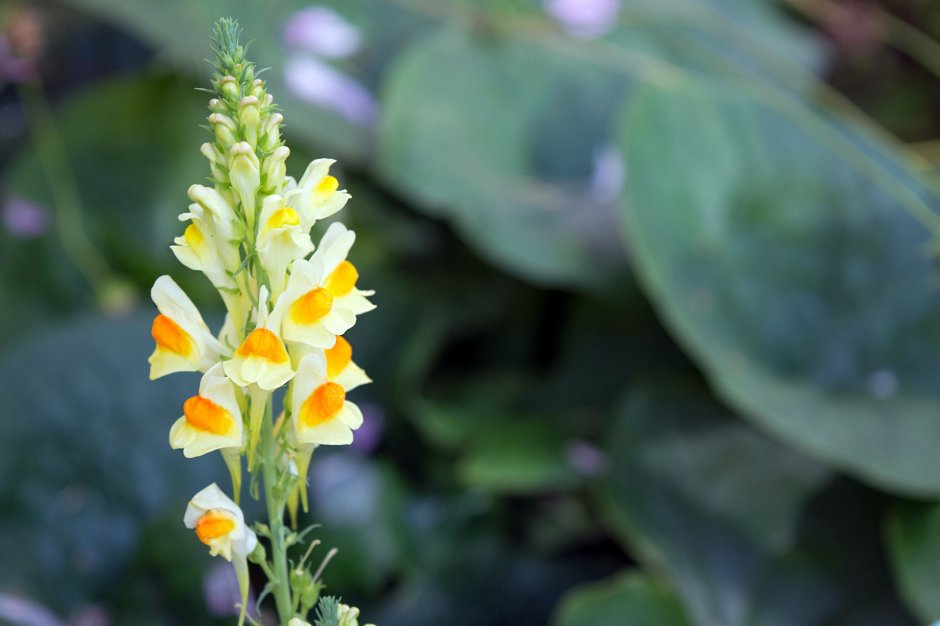 Льнянка обыкновенная (Linaria vulgaris Mill.).