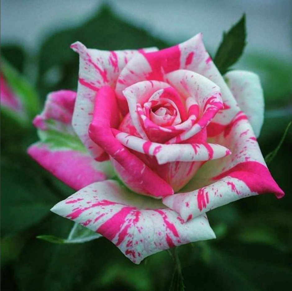Роза чайно-гибридная фулл Хаус
