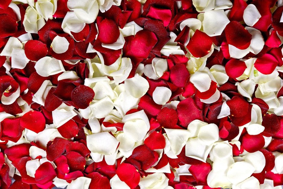 Rose Petals (лепестки роз)