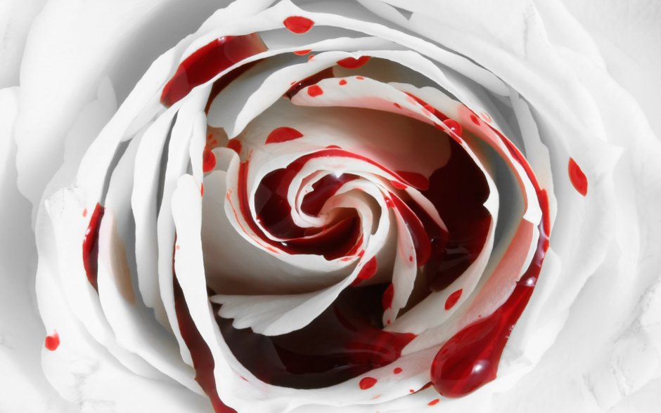 Красно белые розы двухцветные