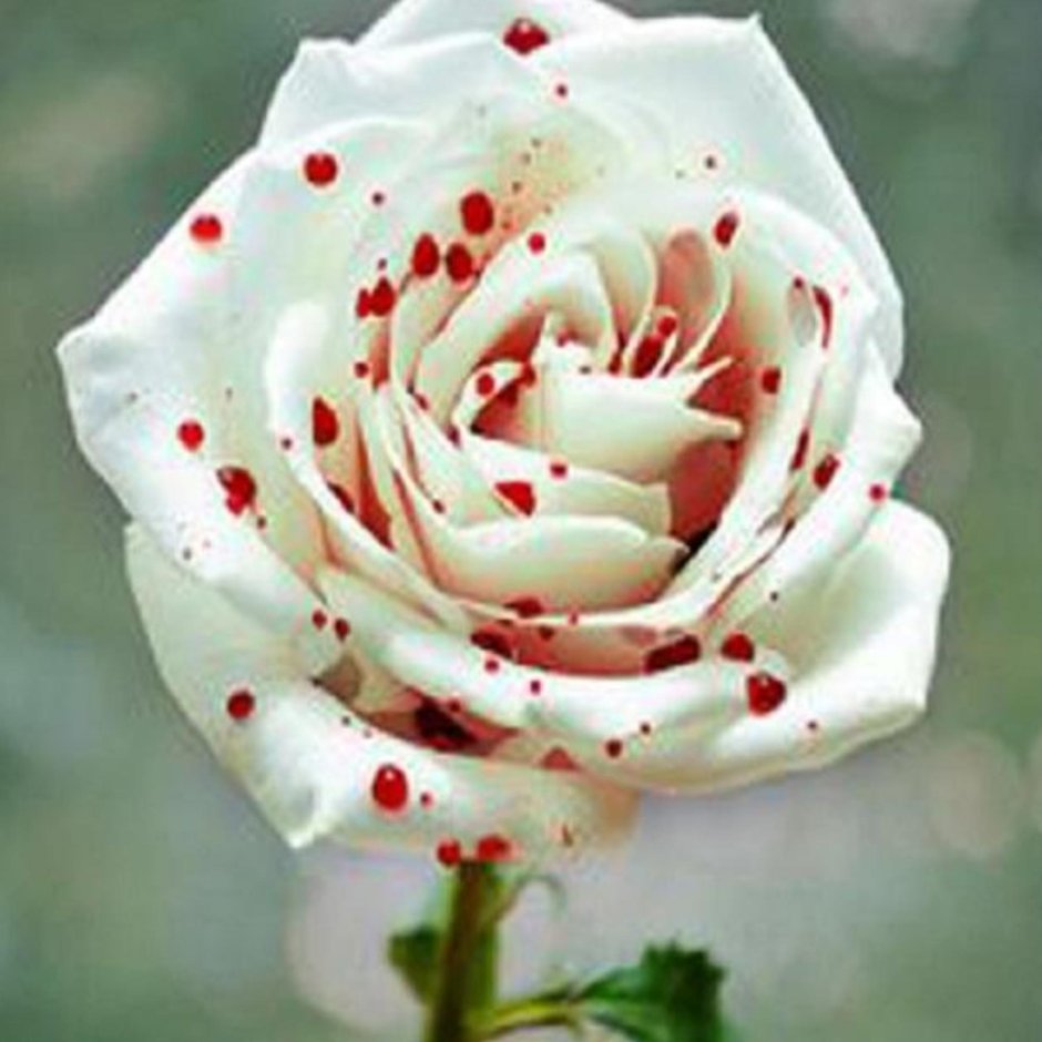 Роза гибридная 'Polka Dot'