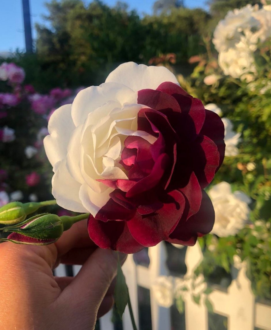 Сорт розы наполовину белая наполовину красная