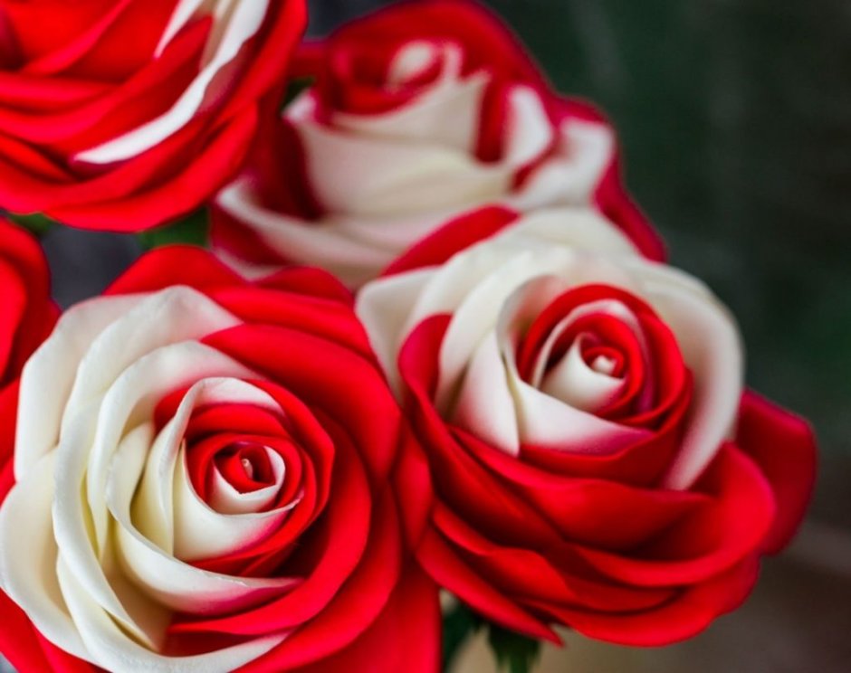 Роза биколор бело-красная
