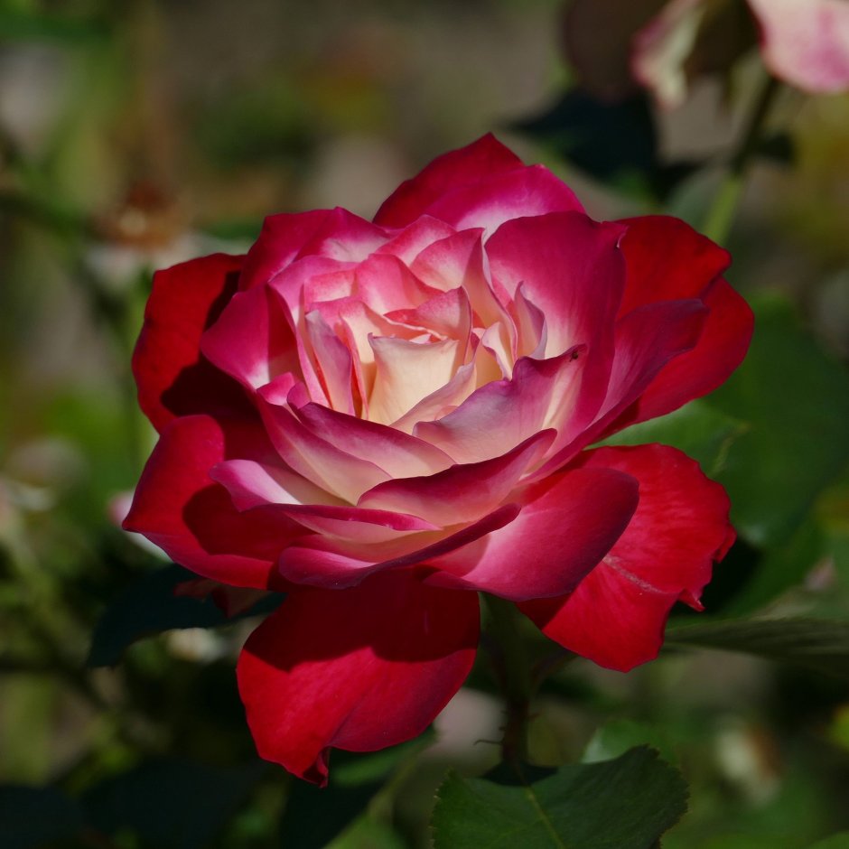 Роза плетистая двухцветная