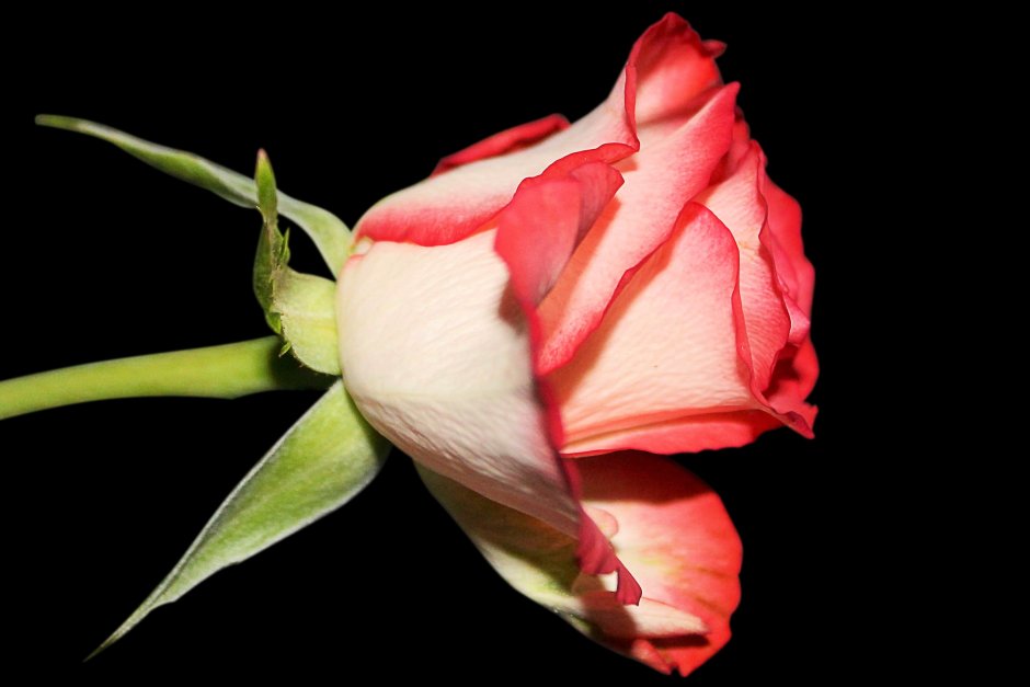 Роза Осирия красно-белая