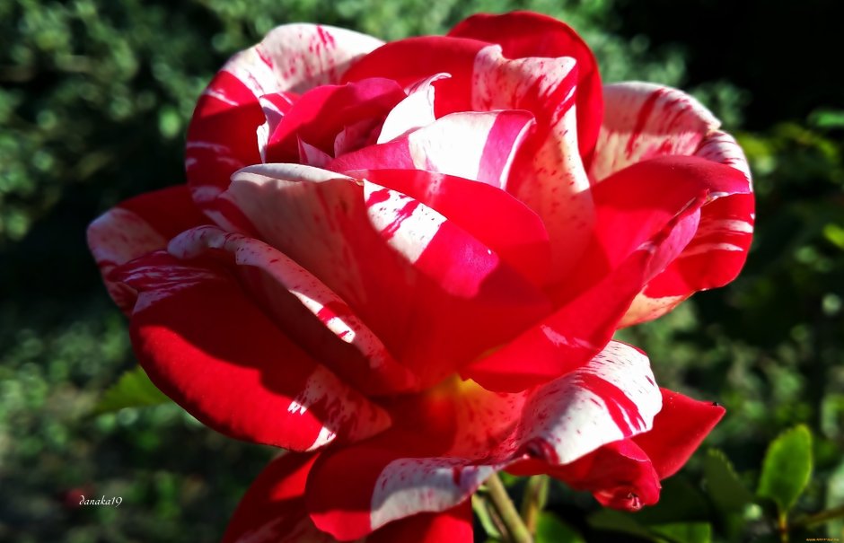 Красно белые розы двухцветные