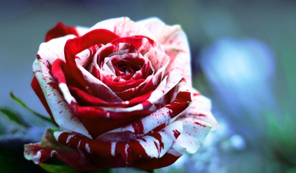Роза биколор бело-красная