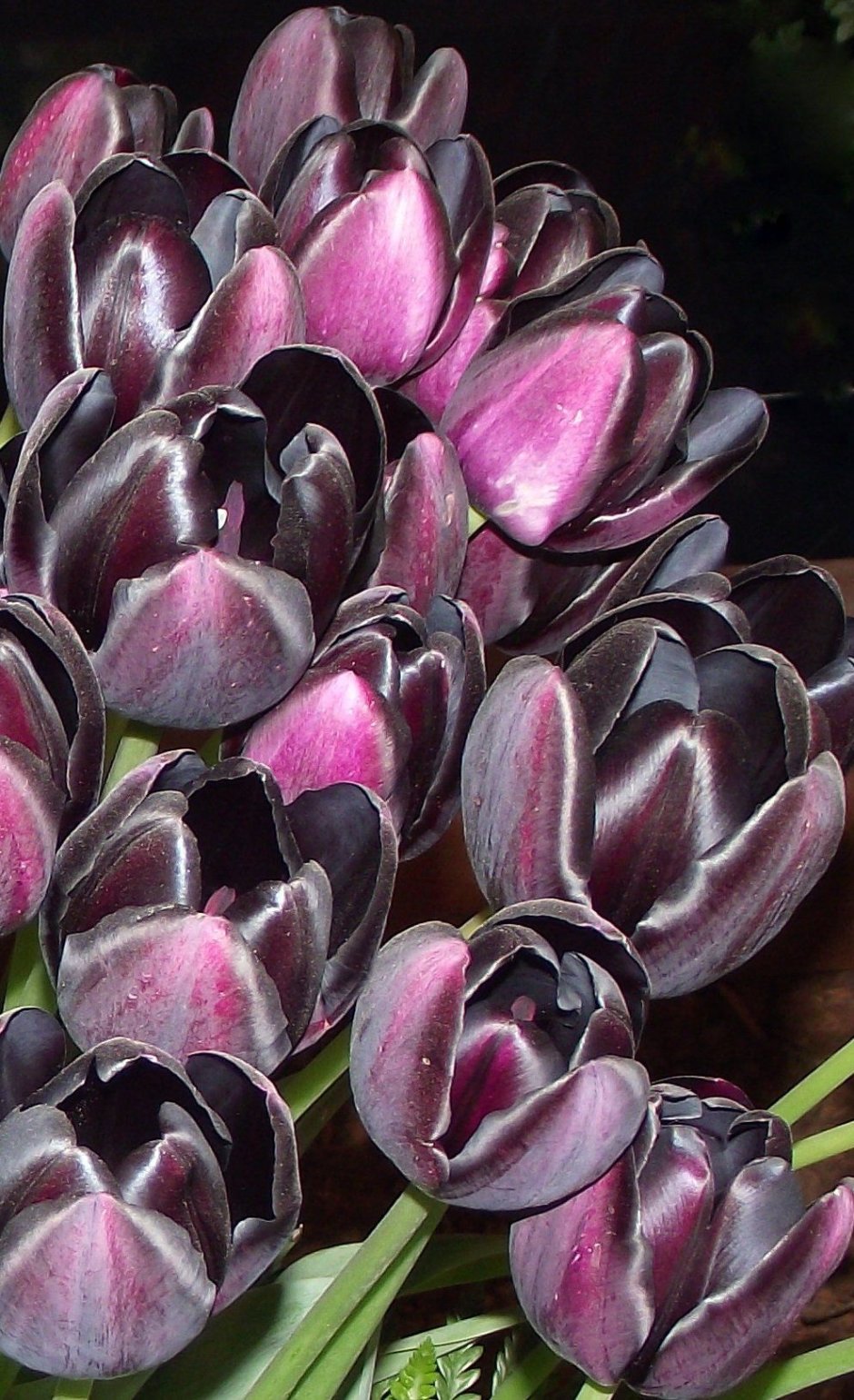Необычные тюльпаны
